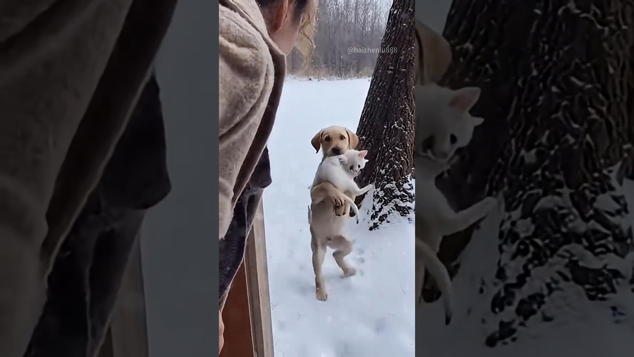The mother cat threw her cub into a snow pit. The stray dog's actions made the entire internet cry.