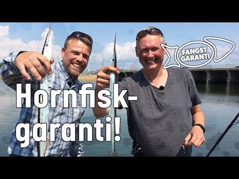 Fiskeri efter hornfisk i Hvide Sande