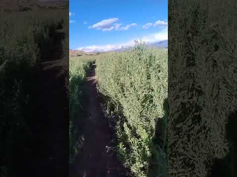 Molinos, Salta, caminando por el sendero de la vida!!!
