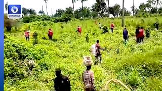 NDLEA Drug Crackdown: Agency Destroys Cannabis Farms In Ekiti State