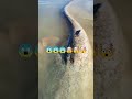 Fishing Videos Shorts Fishing Hunting