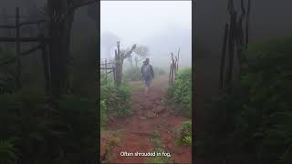 Fanal Forest - Madeira