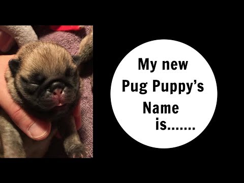download lagu mp3 mp4 Pug Puppy Names Male Dogs, download lagu Pug Puppy Names Male Dogs gratis, unduh video klip Pug Puppy Names Male Dogs