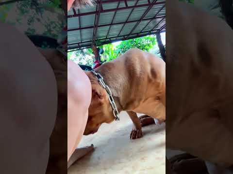 อ้าวหาไม่เจอ55 #ทาสหมา #รักหมา #pets #bulldog #dogbreed #dogs #copper #pet  #puppy