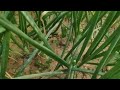 Bangla Choti Golpo বাংলা চটি গল্প মামা ভাগ্নির বা�