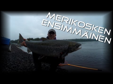 MERIKOSKI Punttikalastus - Oulujoen Ensimmäinen Lohi (Oulujoki Lohenkalastus -Spinfluga- Bugiperhot)