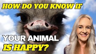 Is It Possible to Know If an Animal is “Happy”? A Behavioral Approach to Measuring A “Good Time”