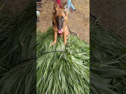 🐕‍🦺#youtubeshorts #viralvideo #doglovers #villagelifestyle