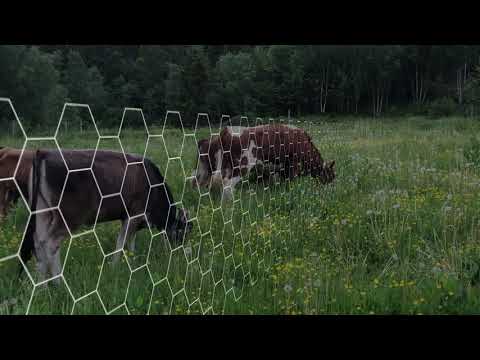 Feed Grade Granules Toxin Binder For Cattle, Packaging Type: PP Bag, Packaging Size: 25 kg