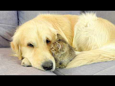 YouTube 썸네일