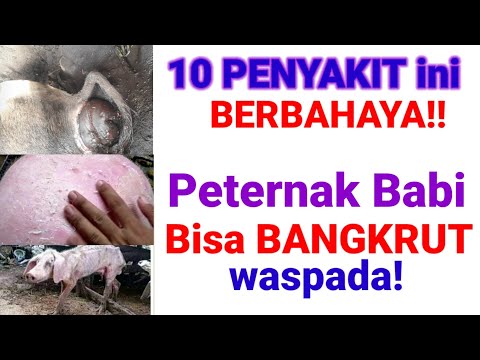 , title : '10 Jenis Penyakit Babi Tidak Menular,Tetapi Berbahaya. Peternak Bisa BANGKRUT🐷😇😇😇😇 #penyakitbabi'