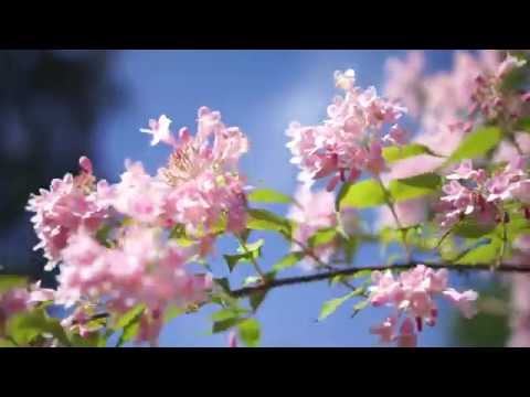 Sweden, Huddinge, walking from Norrängsvägen duck pond to Rosendalsvägen