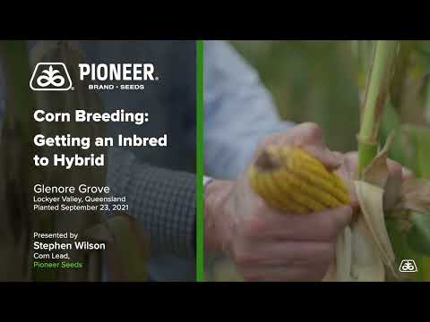 Corn Breeding - Steve Wilson - Inbred to Hybrid - Pioneer Seeds