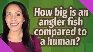 How big is an angler fish compared to a human