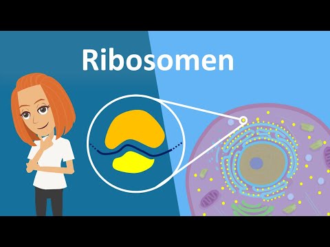 Ribosomen - Translation, Aufbau & Funktion | Studyflix