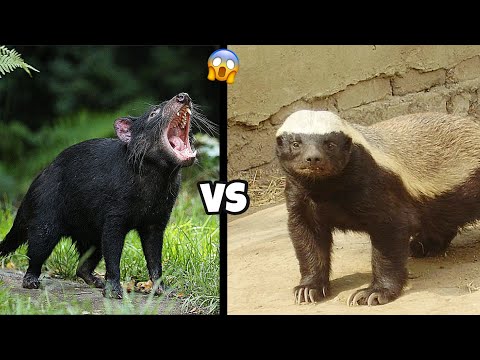 HONEY BADGER VS TASMANIAN DEVIL  - Who Would Win?