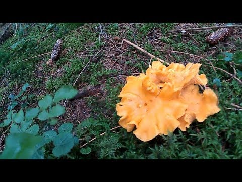 Туристичний похід по Білі Гриби/Hiking on the White Mushroom