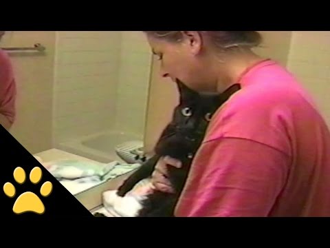 Un gatito que dice NO al baño