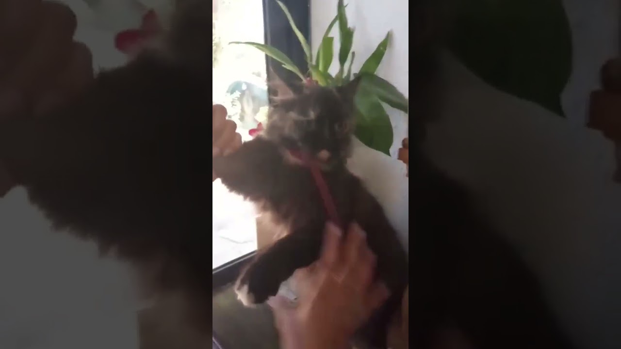 ASMR Satisfying dance cat #shortsvideo #cat #asmr