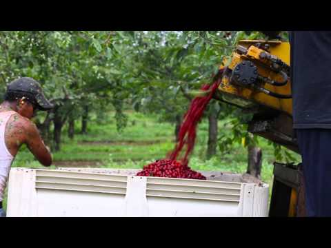 download lagu mp3 mp4 Tart Cherry Season Michigan, download lagu Tart Cherry Season Michigan gratis, unduh video klip Tart Cherry Season Michigan