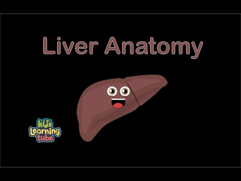 The Liver Anatomy Song