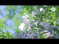 Agam Madhurashtakam Adharam Madhuram Krishna Janmashtami Shorts Viral Short