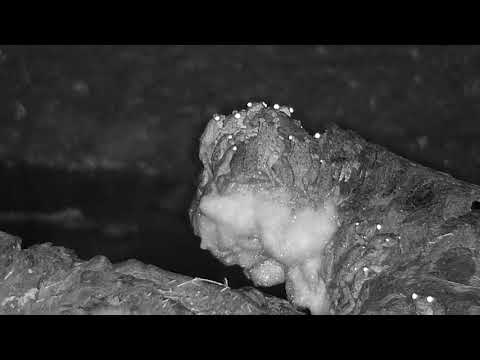 Djuma: Foam Nest Frogs still building - 02:50 - 12/12/19
