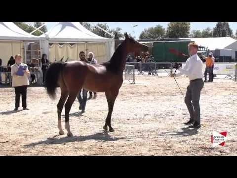 N.16 VARESE MONISCIONE - Bergamo 2015 - Yearling Colts (Class 2A)