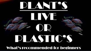 Multi Tank Addiction MTA Aquarium Collaboration

#Fishfam #Fishtube #Aquatic Plants #MTA
