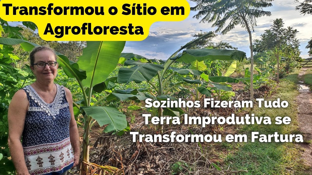 Agrofloresta da Aide. Sozinha Transformou um sítio Improdutivo em Floresta com Fartura de Alimentos