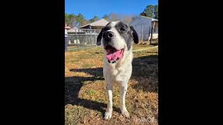 Video preview image #1 Great Pyrenees-Unknown Mix Puppy For Sale in Woodbury, NY, USA
