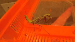 Injured praying mantis eating a fruit fly, Animal Advocates, Mary Cummins