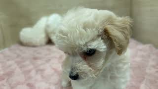 ハーフ犬の動画01