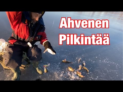 Ahventa Raippaluodosta - Ahvenen pilkintää JASU Kevyttasurilla - Kevennetty tasapainopilkki - Tasuri