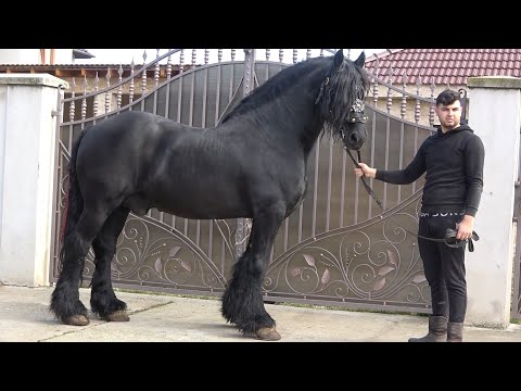 Caii lui Bebe de la Izvin, Timis - 2022 Nou!!!