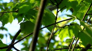 preview picture of video 'Canada Warbler  Botanical Gardens Boothbay ME May 23 2012'