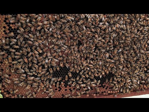 Крестики - Нолики, игры на выживания🤫