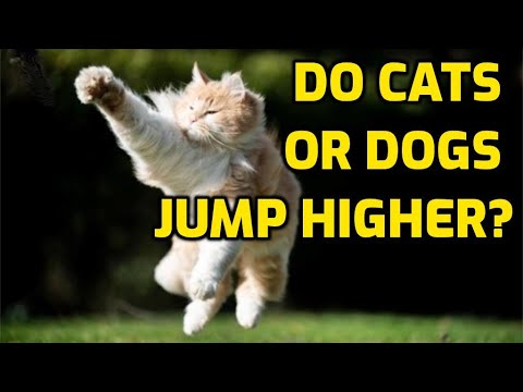 Why Can Cats Jump Higher Than Dogs?