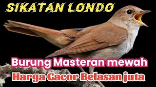 Download lagu Masteran sikatan londo suara jernih dan suara gemericik air mengalir||jamin cepat masuk isian mewah mp3 Download lagu Masteran sikatan londo suara jernih dan suara gemericik air mengalir||jamin cepat masuk isian mewah mp3