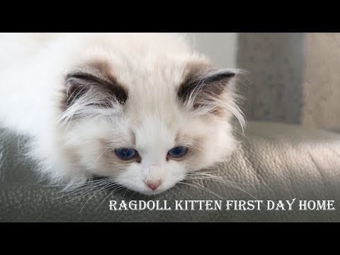 Ragdoll kitten first day home： Three month！| Seal bicolor boy Joule come home 2019