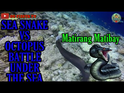 SEA SNAKE VS OCTOPUS BATTLE UNDER THE SEA#DE FIESTA TV#PINOY KABULASTUGAN