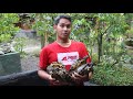 BONGKAR SARANG KURA BRAZIL