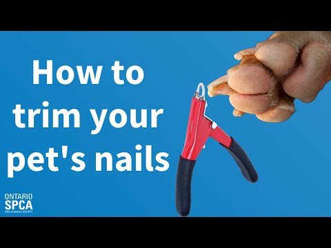 How to trim your pet's nails