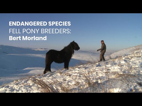Endangered Species: Conversation with Fell Pony Breeder Bert Morland