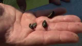 preview picture of video 'GLA Virtual Watershed Tour: Zebra Mussels in Green Lake'