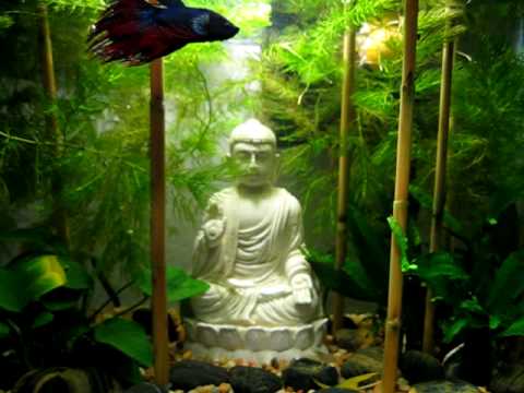 Zen Buddha Rock Garden Betta Aquarium