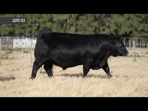 RUBETA 8485 HEREDERO - Próximo remate de Cabaña La Rubeta – Sábado 13 de Agosto