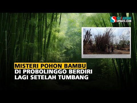 Misteri Pohon Bambu di Probolinggo Berdiri Lagi Setelah Tumbang