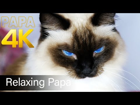 Loudest Purring Cat, White Noise, Cat Purring