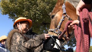 2月2日【びわ湖放送ニュース】馬とのふれあい　栗東市の小学生がホースセラピーを体験
